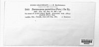 Peronospora parasitica image